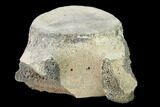 Fossil Whale Thoracic Vertebra - South Carolina #137567-2